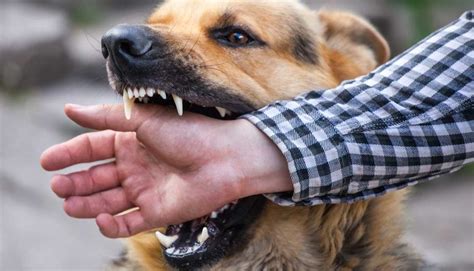 danville dog bite lawyers|EXPERT Dog Bite/Animal Attack Attorney .